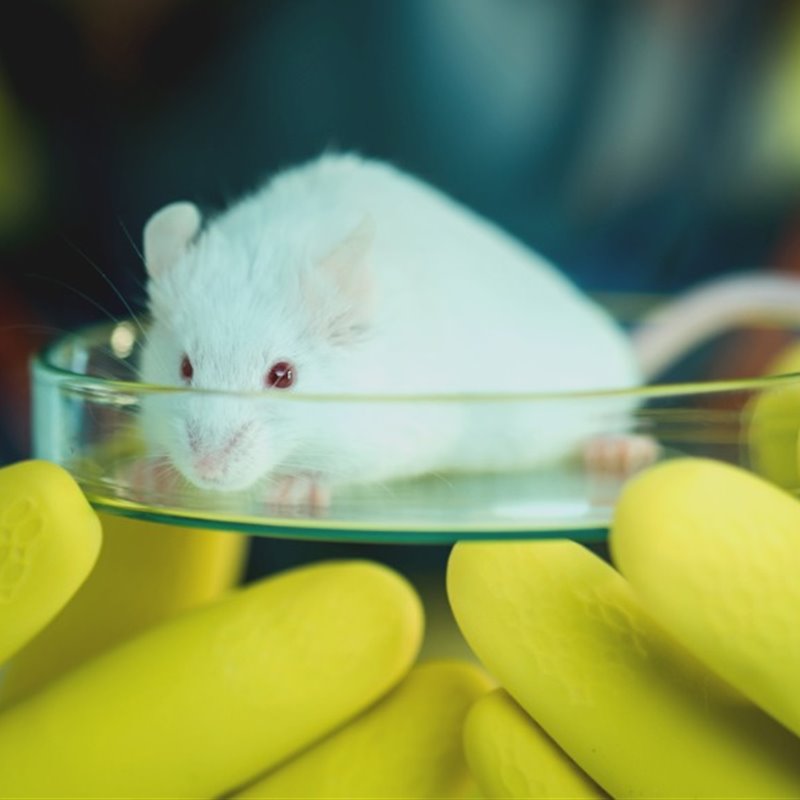 Logran eliminar un cáncer de páncreas muy resistente por primera vez en ratones