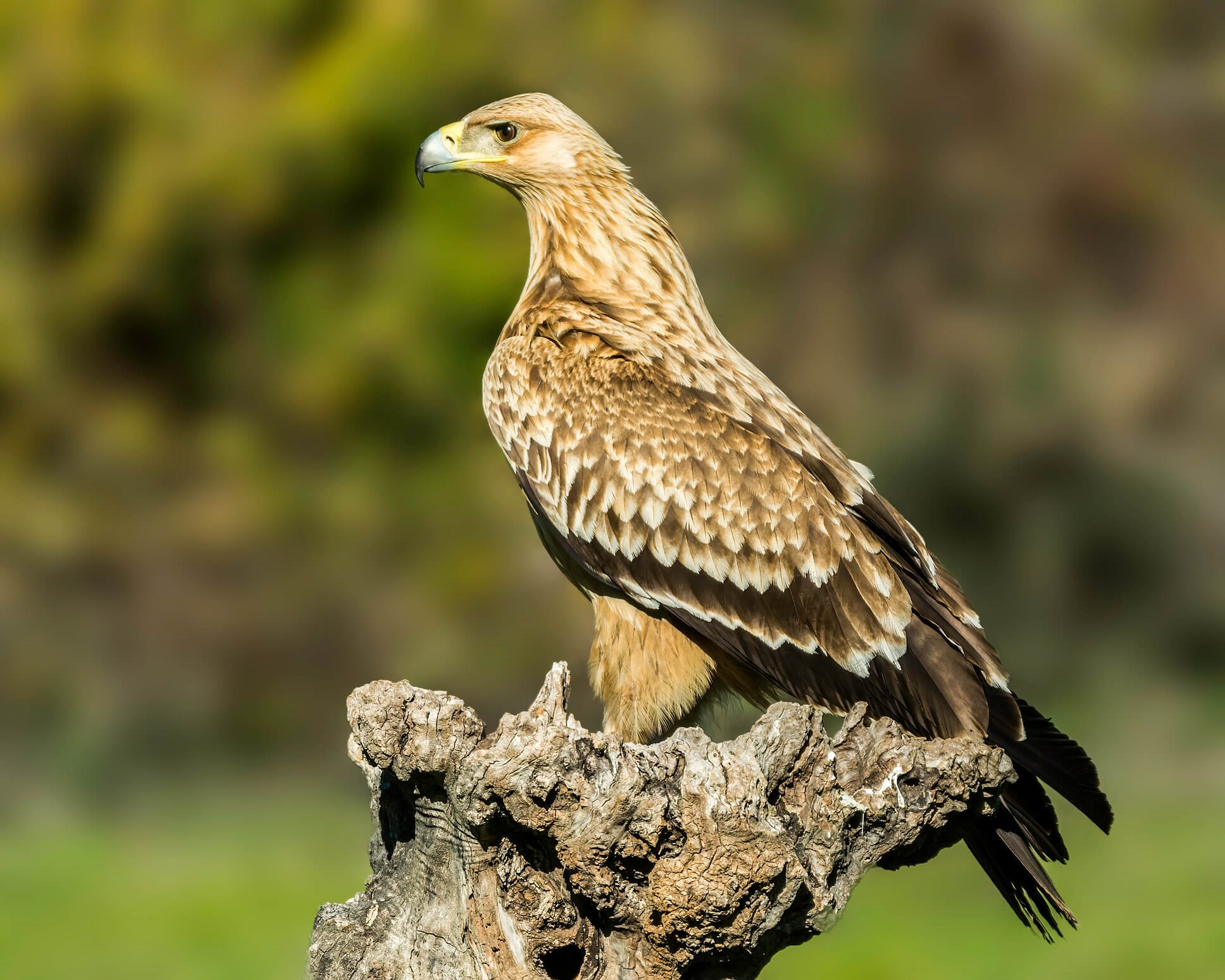 Animales en peligro de extinción en España