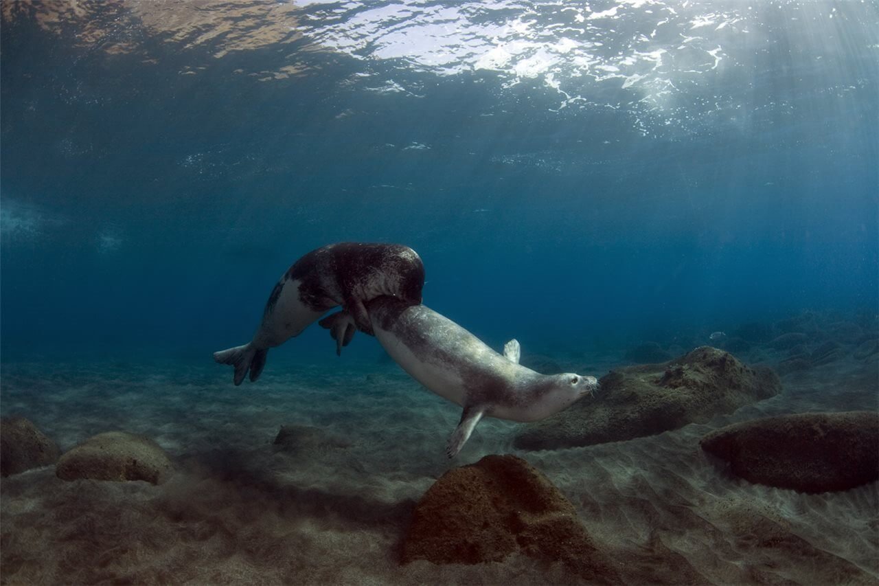 Animales en peligro de extinción en España