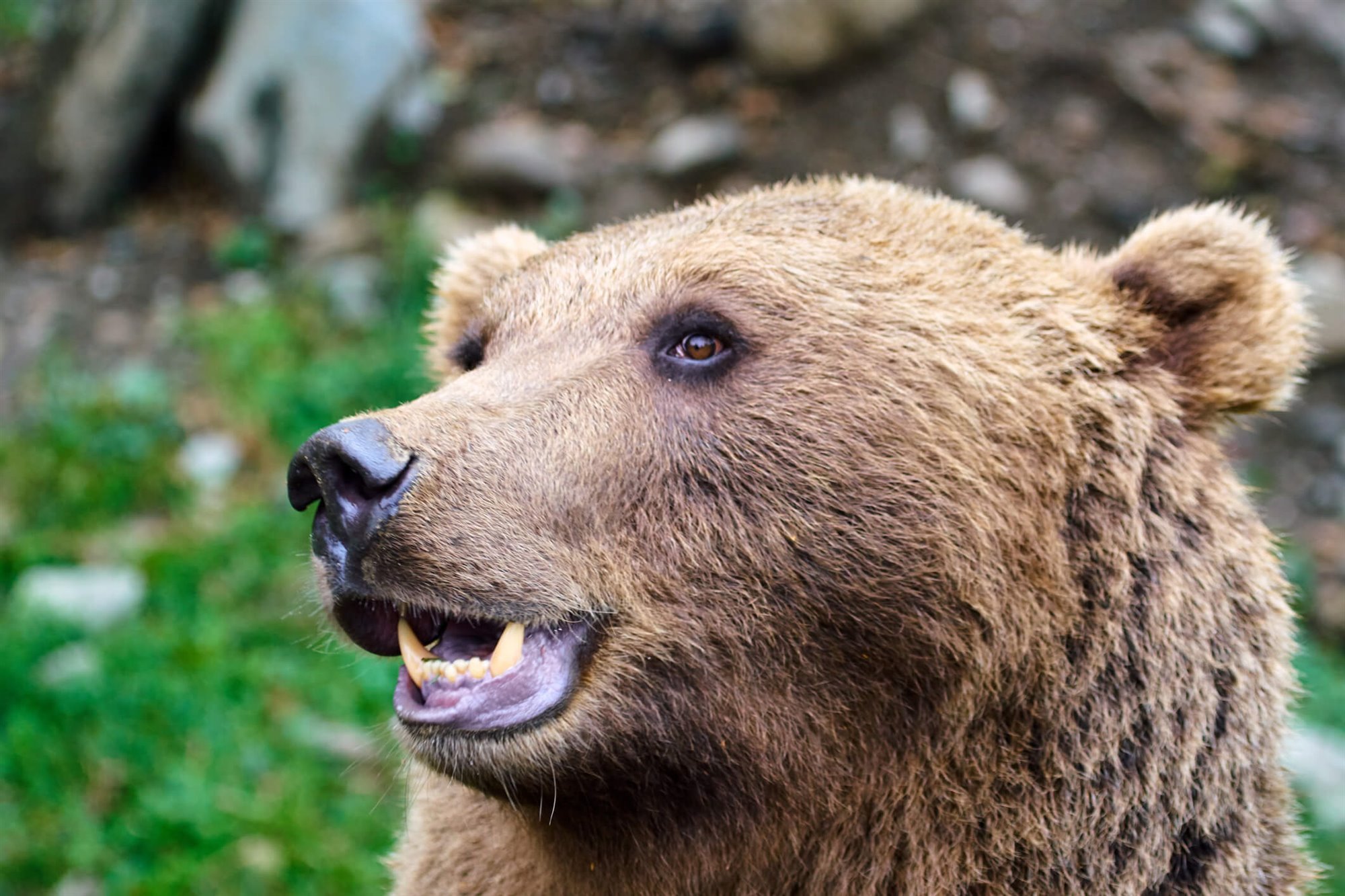 Animales en peligro de extinción en España