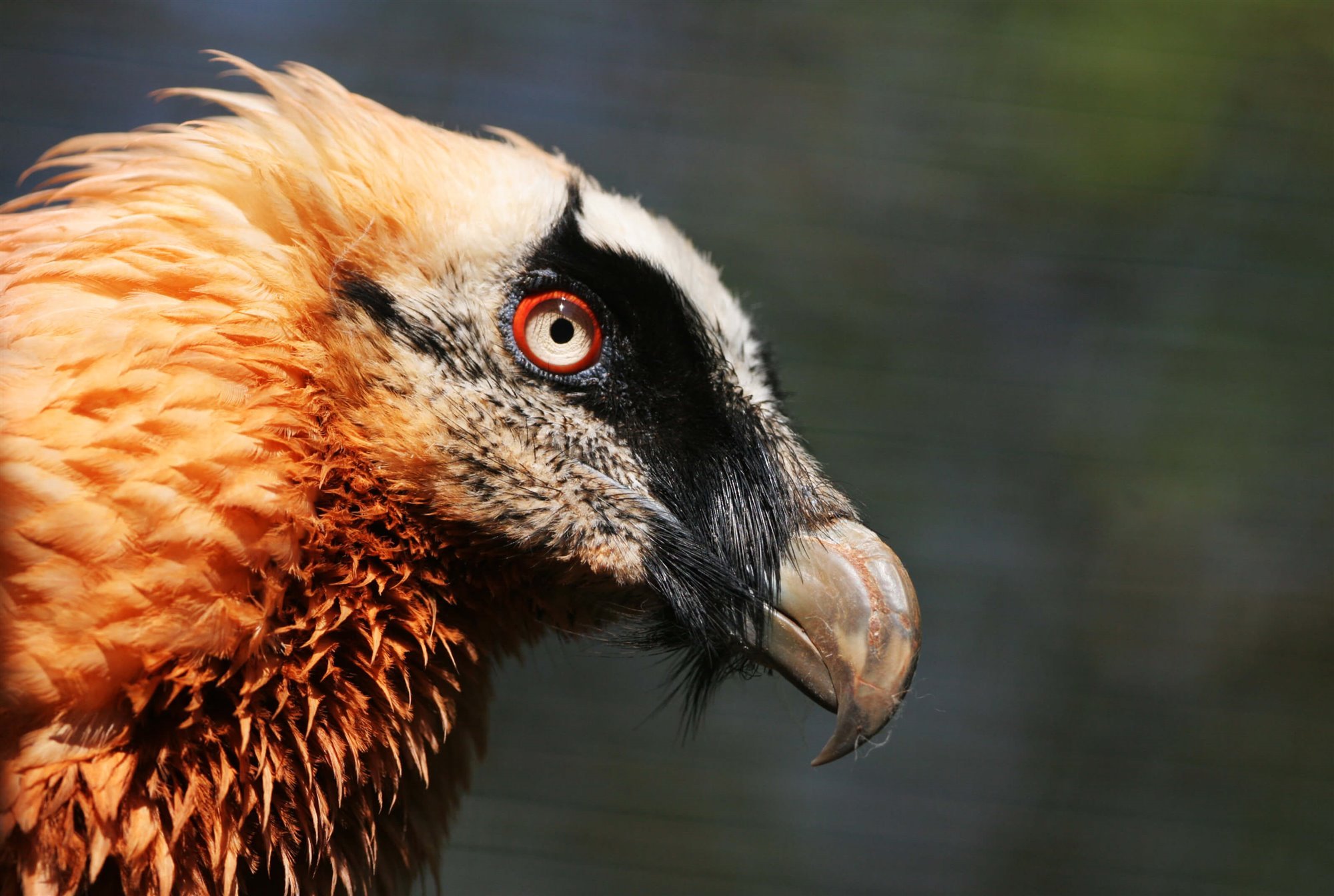 Animales en peligro de extinción en España