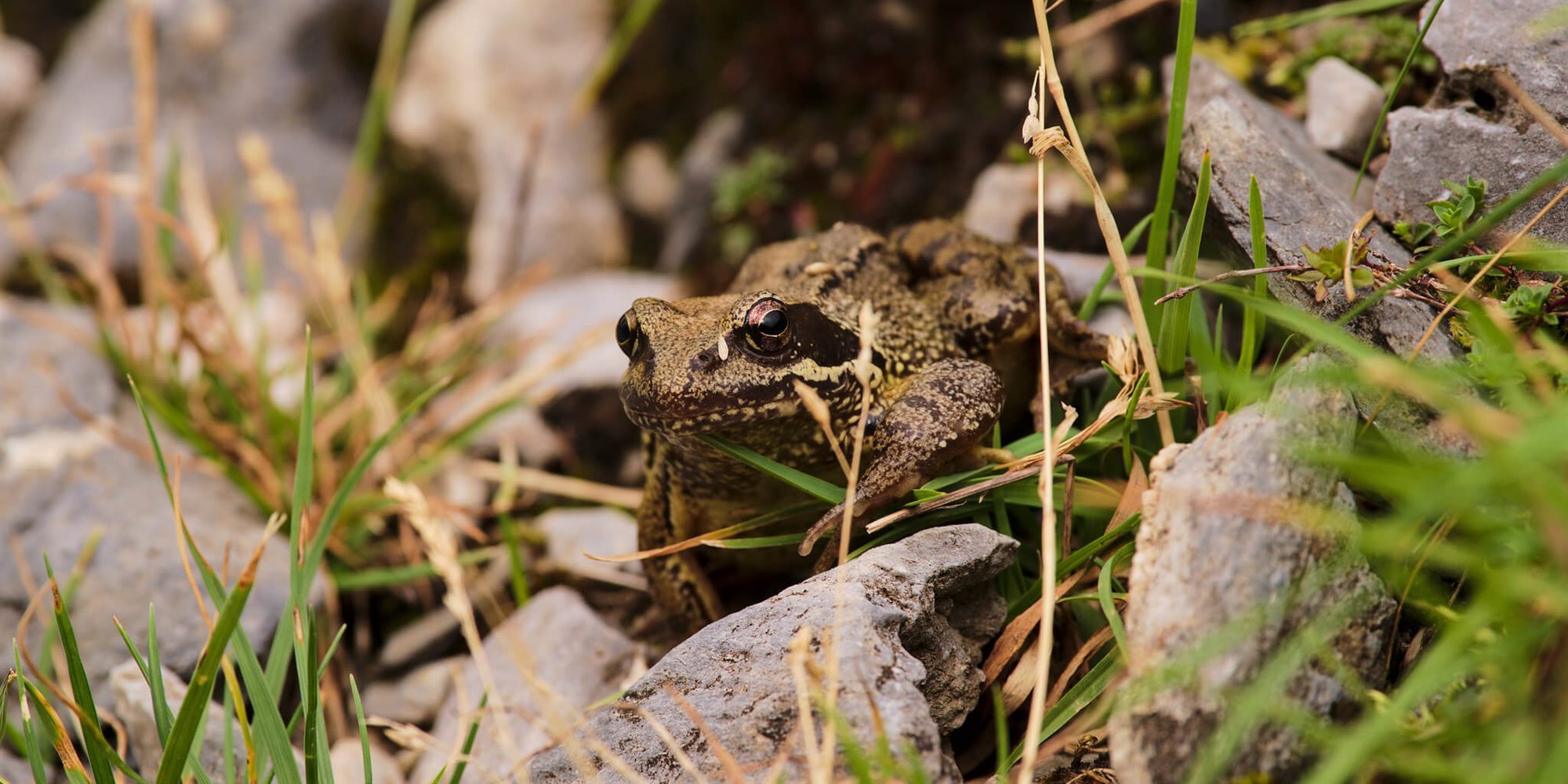Animales en peligro de extinción en España