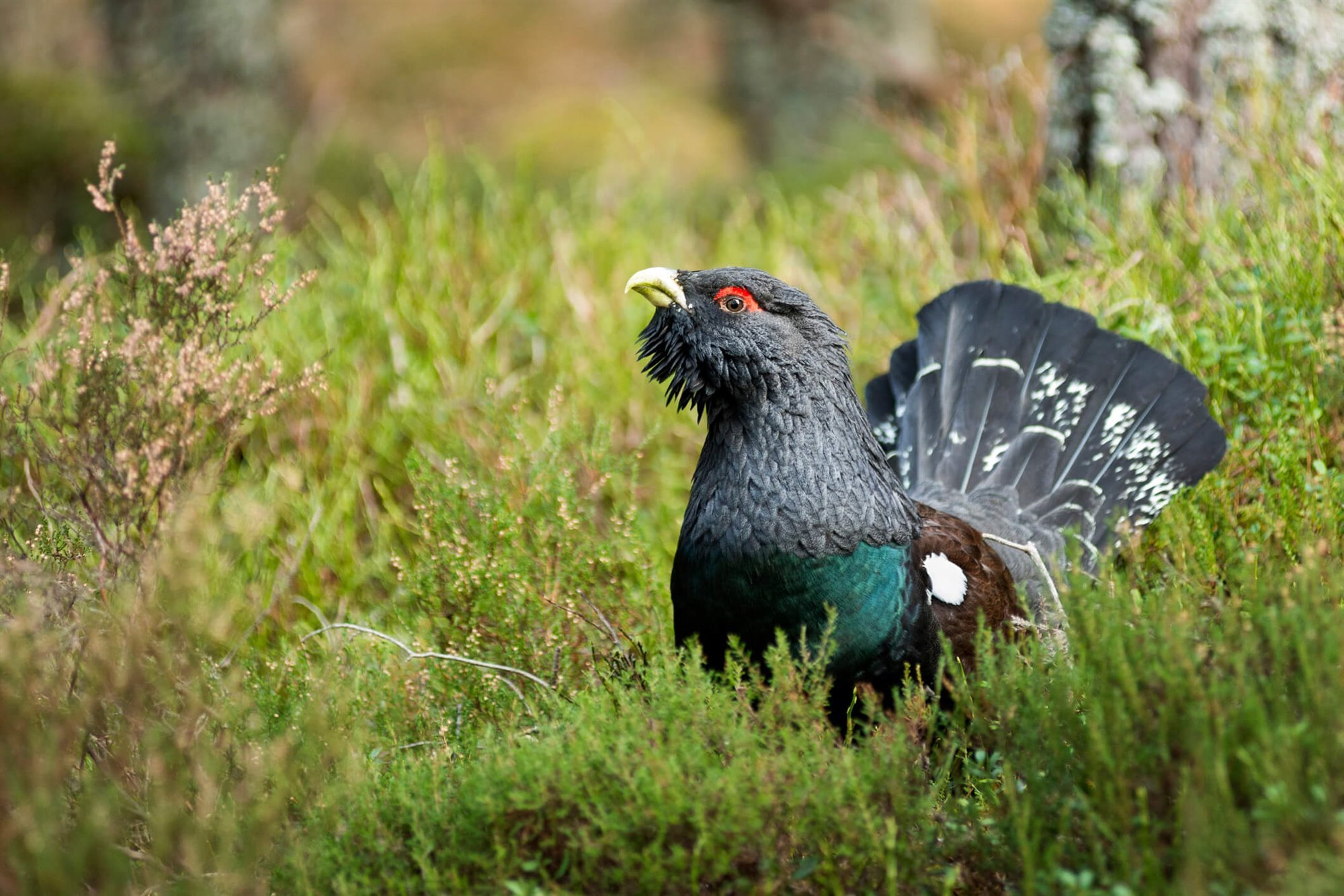 Animales en peligro de extinción en España