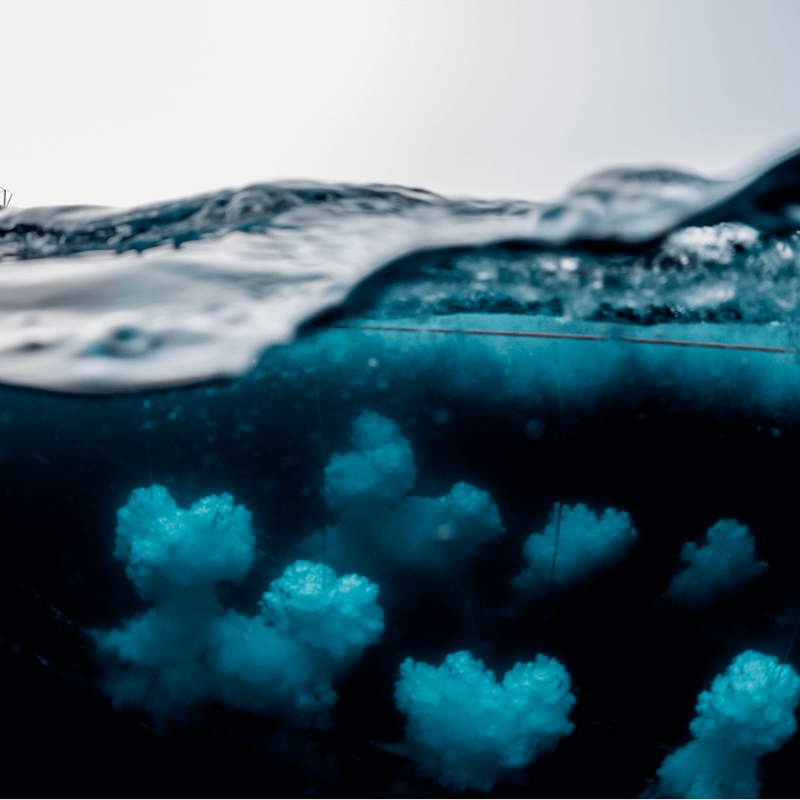Los océanos, el almacén mundial de CO2