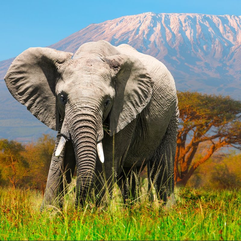 Elefante en el Parque Nacional de Amboseli con el Kilimanjaro al fondo