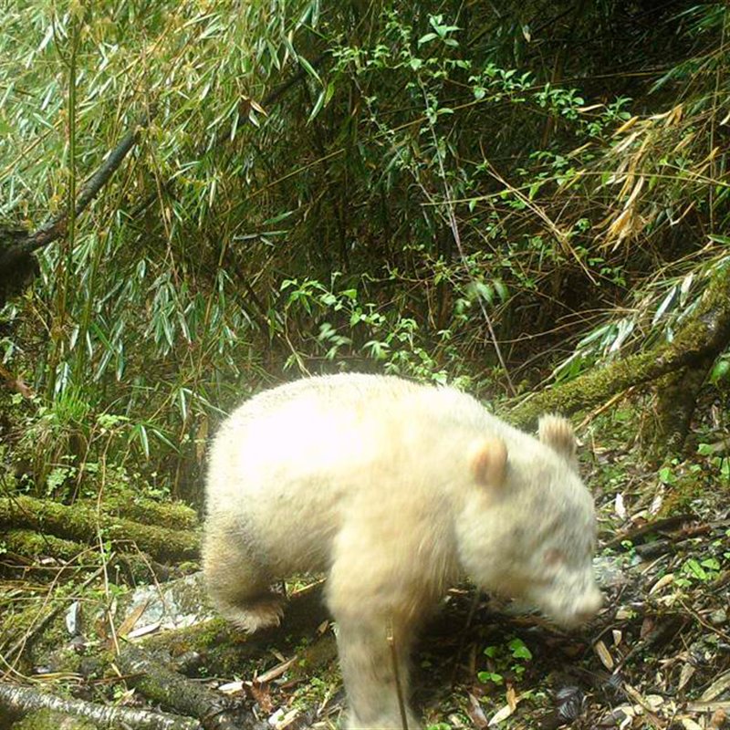 La primera fotografía de un oso panda gigante albino 