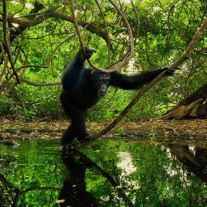 Los chimpancés pescadores del monte Nimba