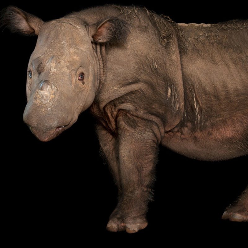 Muere el último macho de rinoceronte de Sumatra en Malasia