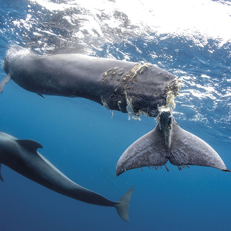 Cetáceos amenazados en aguas canarias
