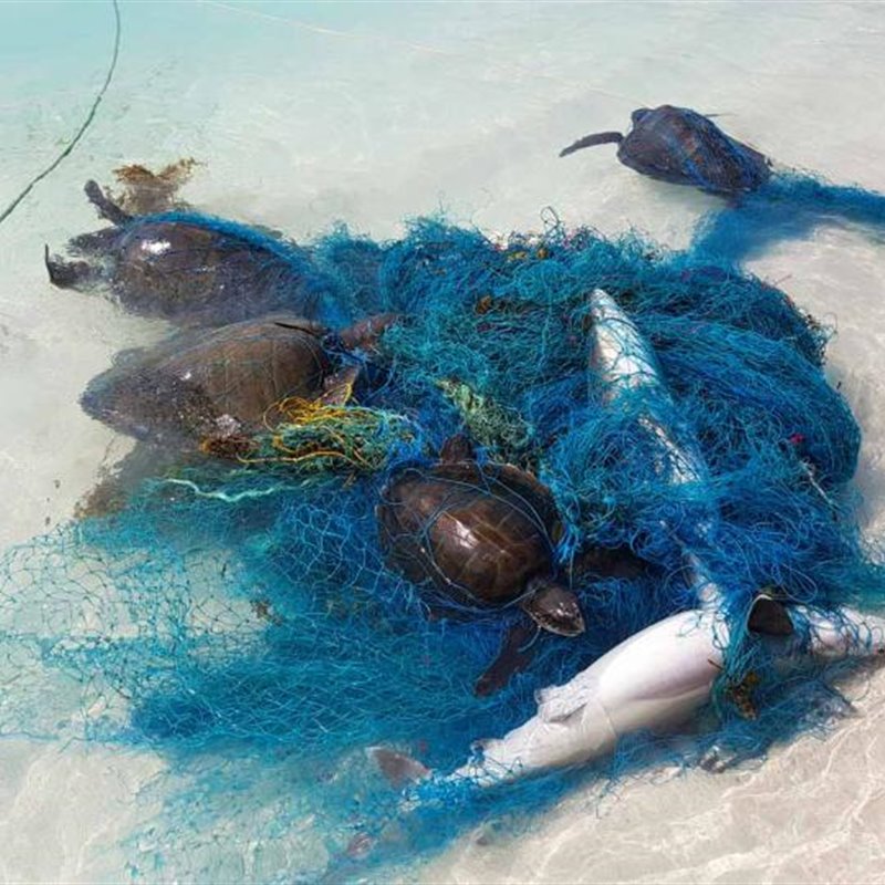 Cientos de tiburones y rayas enredados en plástico