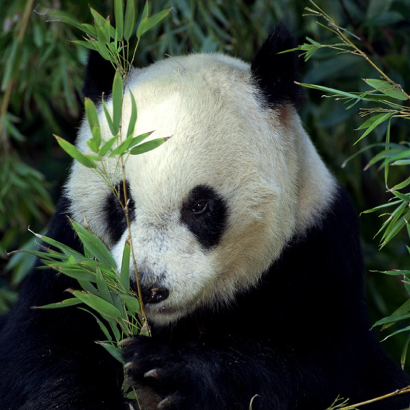 ¿Cuánto sabes sobre osos panda?