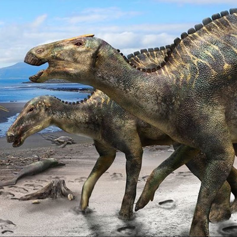 Descubren en Japón una nueva especie de hadrosauro
