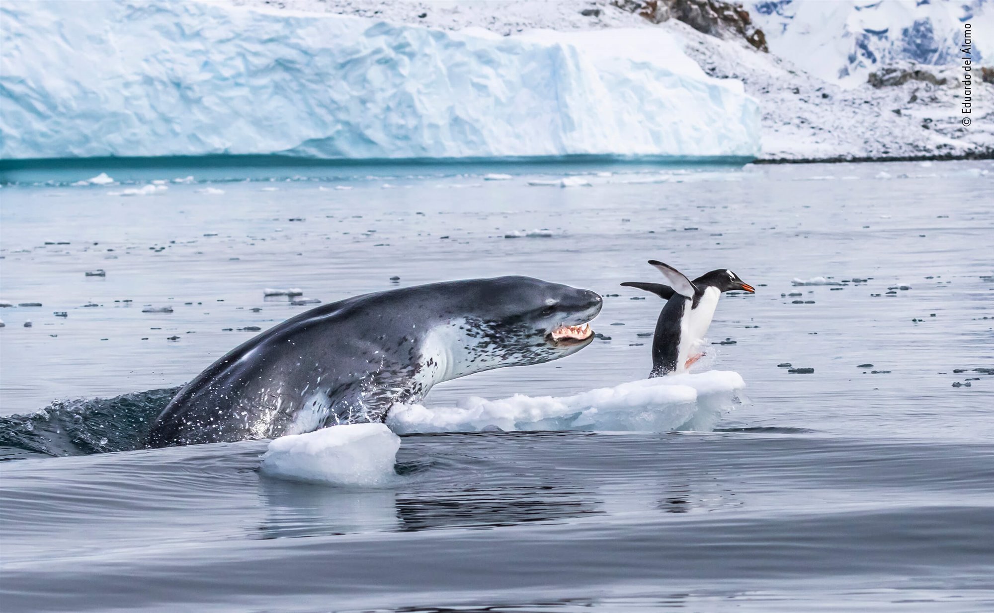 %C2%A9-eduardo-del-alamo-wildlife-photographer-of-the-year_b9a7f40c_2000x1235.jpg
