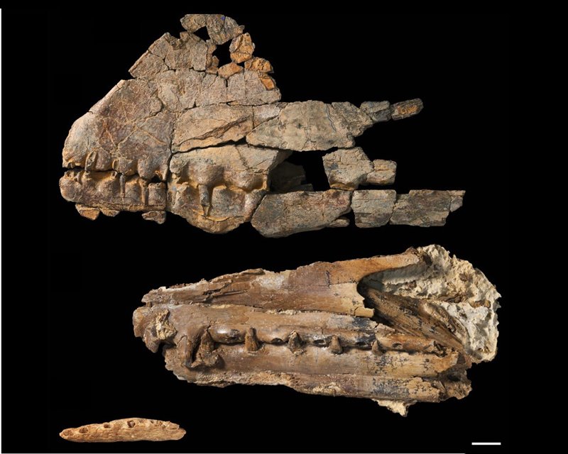 Cráneo y mandíbula fósil de Ferrodraco Lentoni