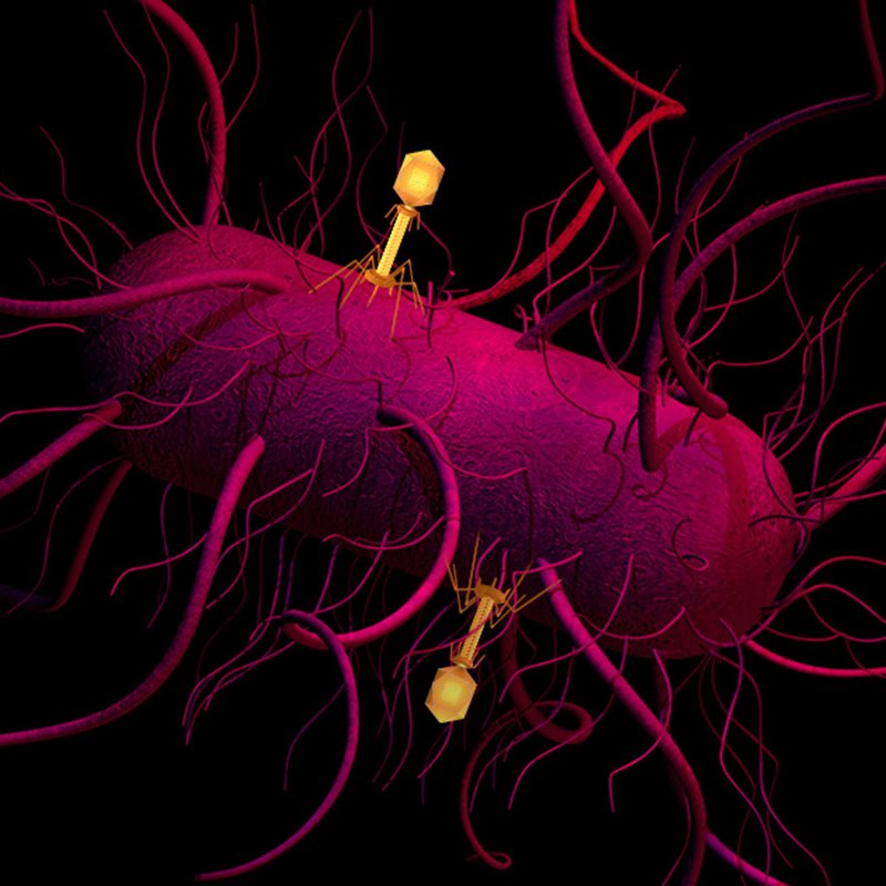 Ensamblaje fago-bacteria
