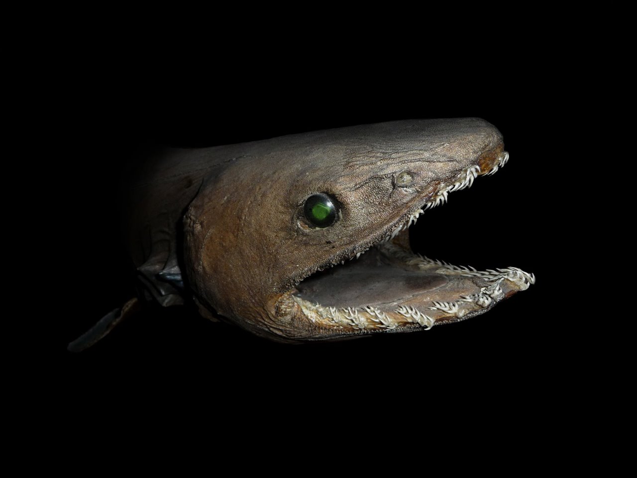 Según los científicos los fósiles encontrados estarían emparentados con los actuales tiburones anguila, como el de la imagen.