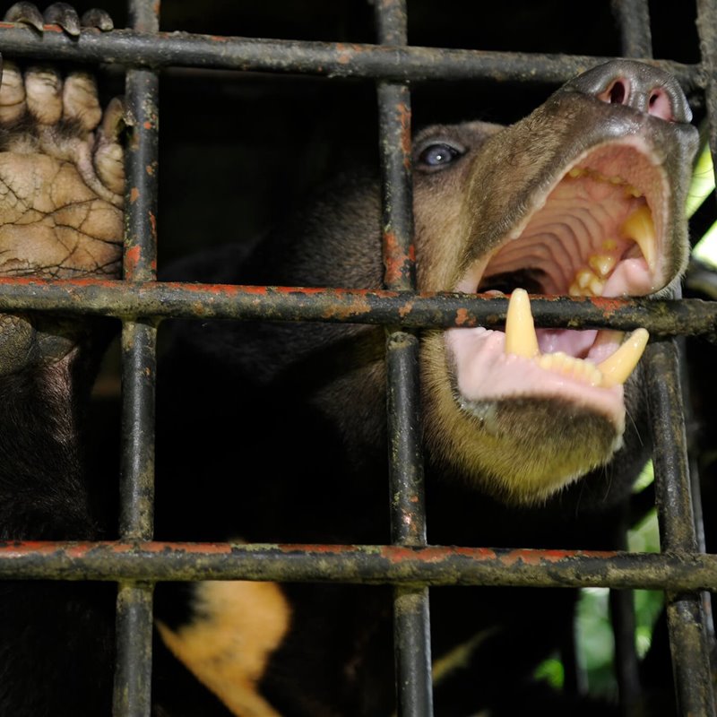 Comercio Ilegal De Animales Con Fines M dicos