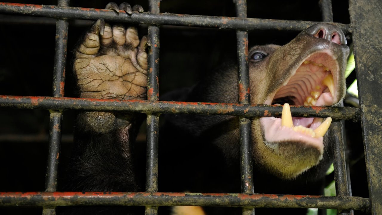 Comercio Ilegal De Animales Con Fines M dicos
