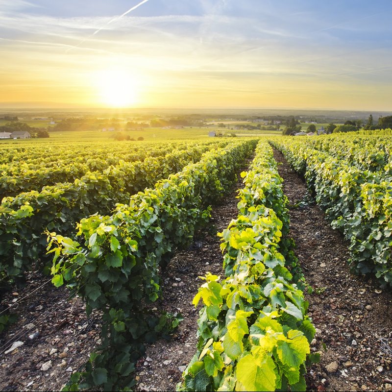El cambio climático modificará el sabor del vino