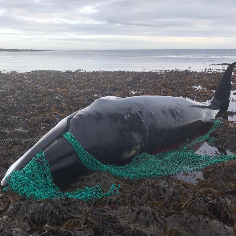 Muere en Escocia una ballena embarazada atrapada en una red de pesca abandonada