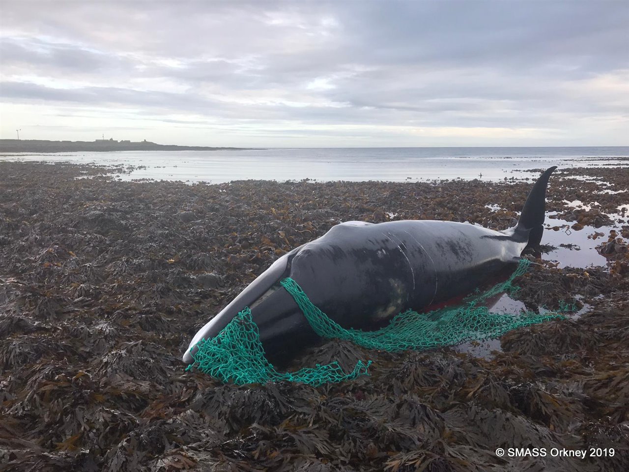 Muere en Escocia una ballena embarazada atrapada en una red de pesca  abandonada