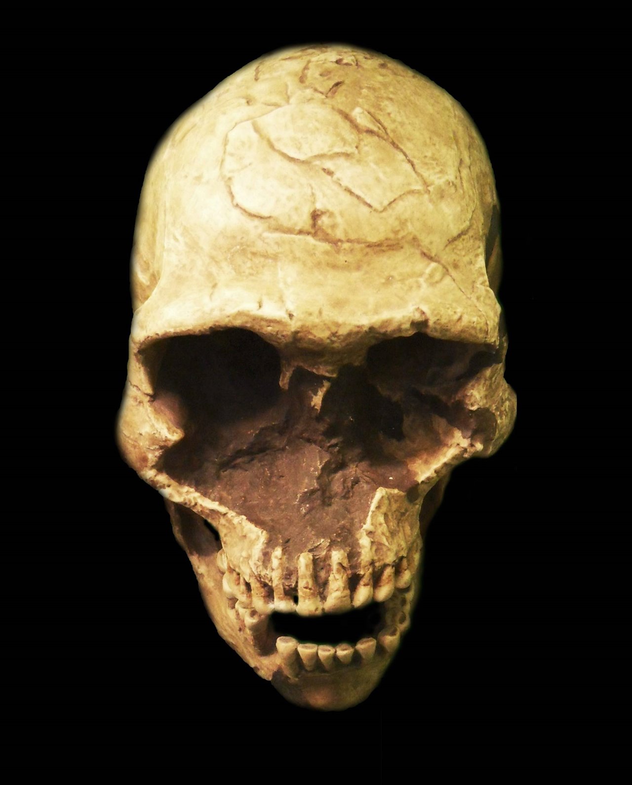 Cráneo de Homo Sapiens