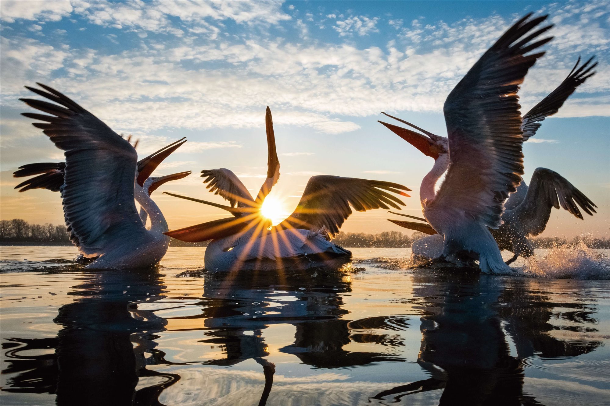  Pelicano canudo