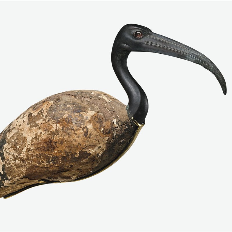 El misterio de los millones de ibis momificados en Egipto