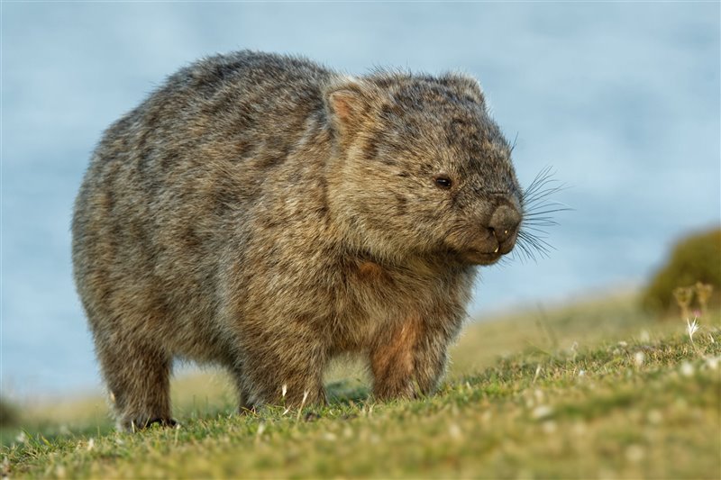 Wombat común (Vombatus ursinus) en Tasmania, comiendo hierba.