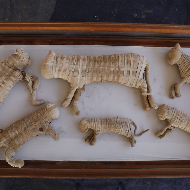 Descubren en Egipto dos momias de cachorro de león