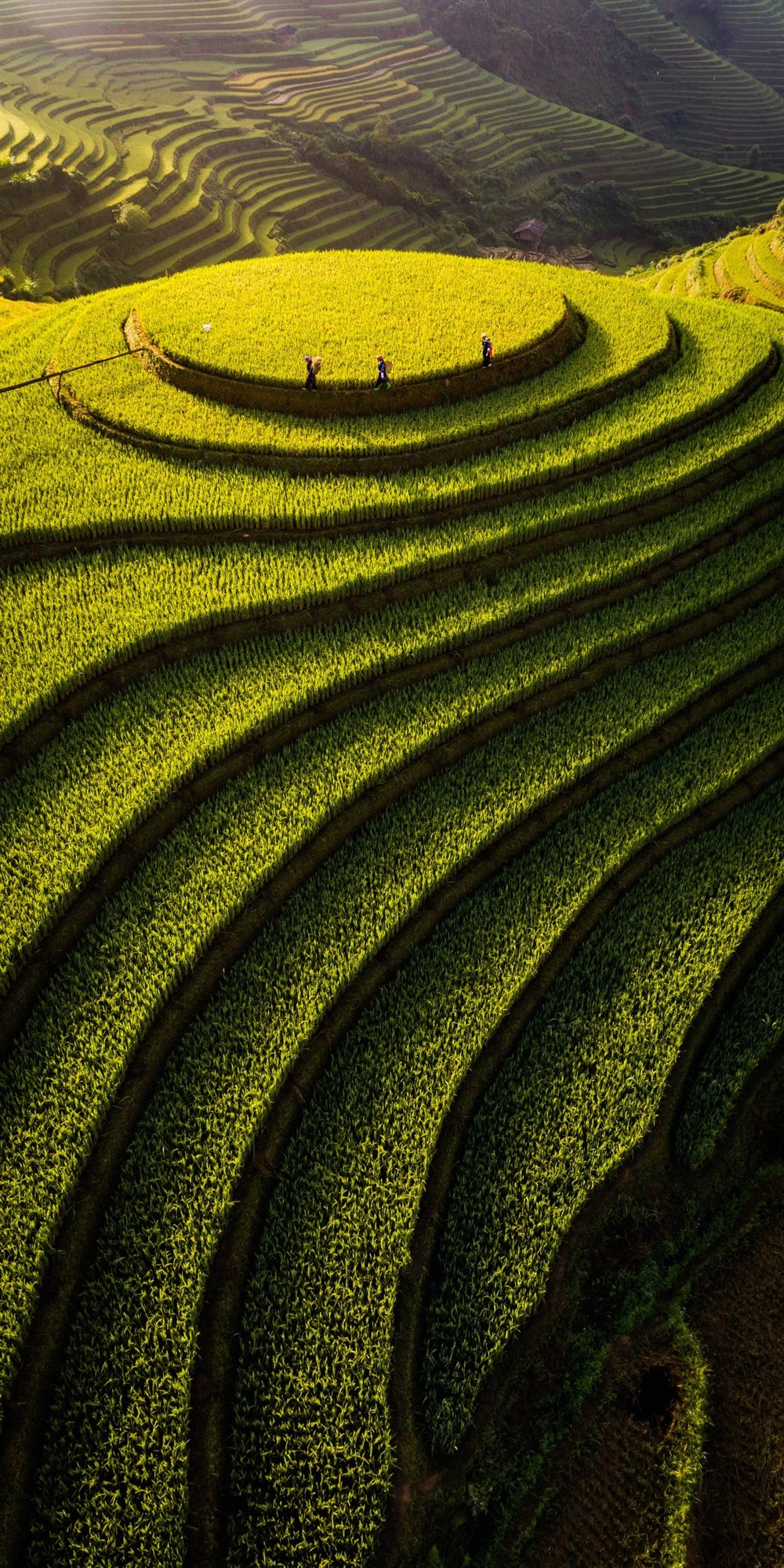 mu-cang-chai-rice-terraces_a386d59c_1000x2000.jpg