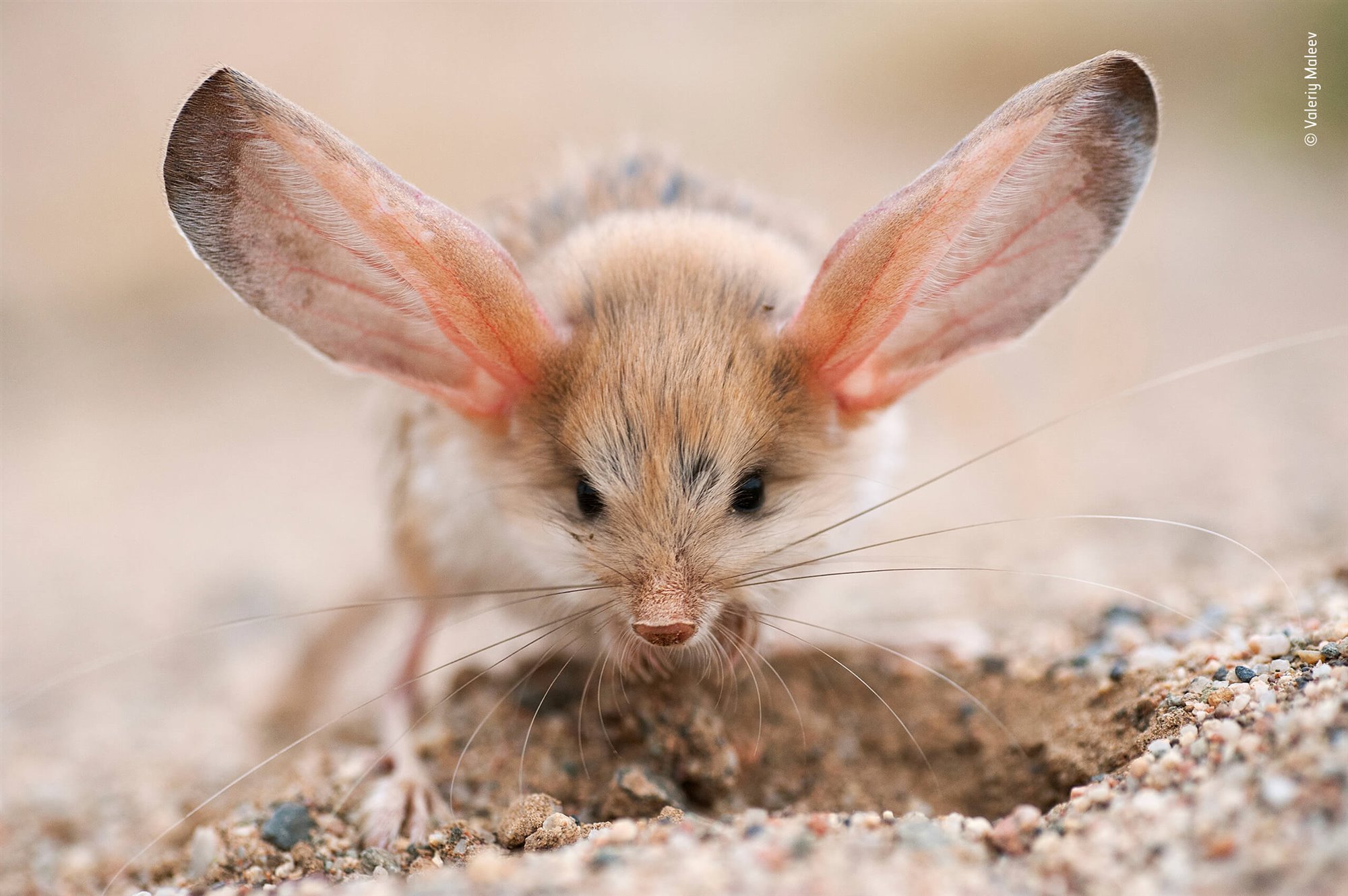 big-ears_b50a6d7f_2000x1330.jpg