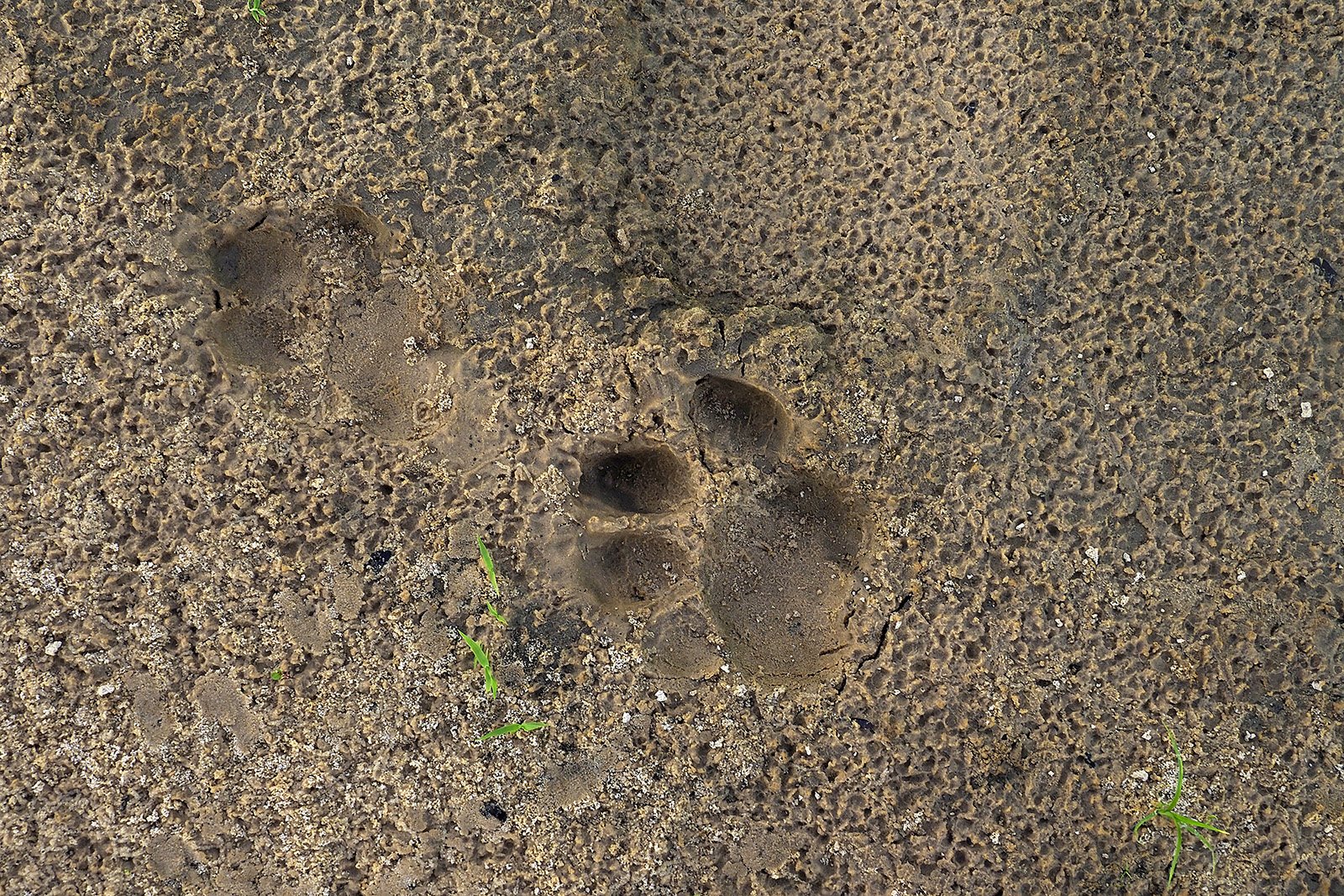 Huella de jaguar en una playa de arena del Pantanal