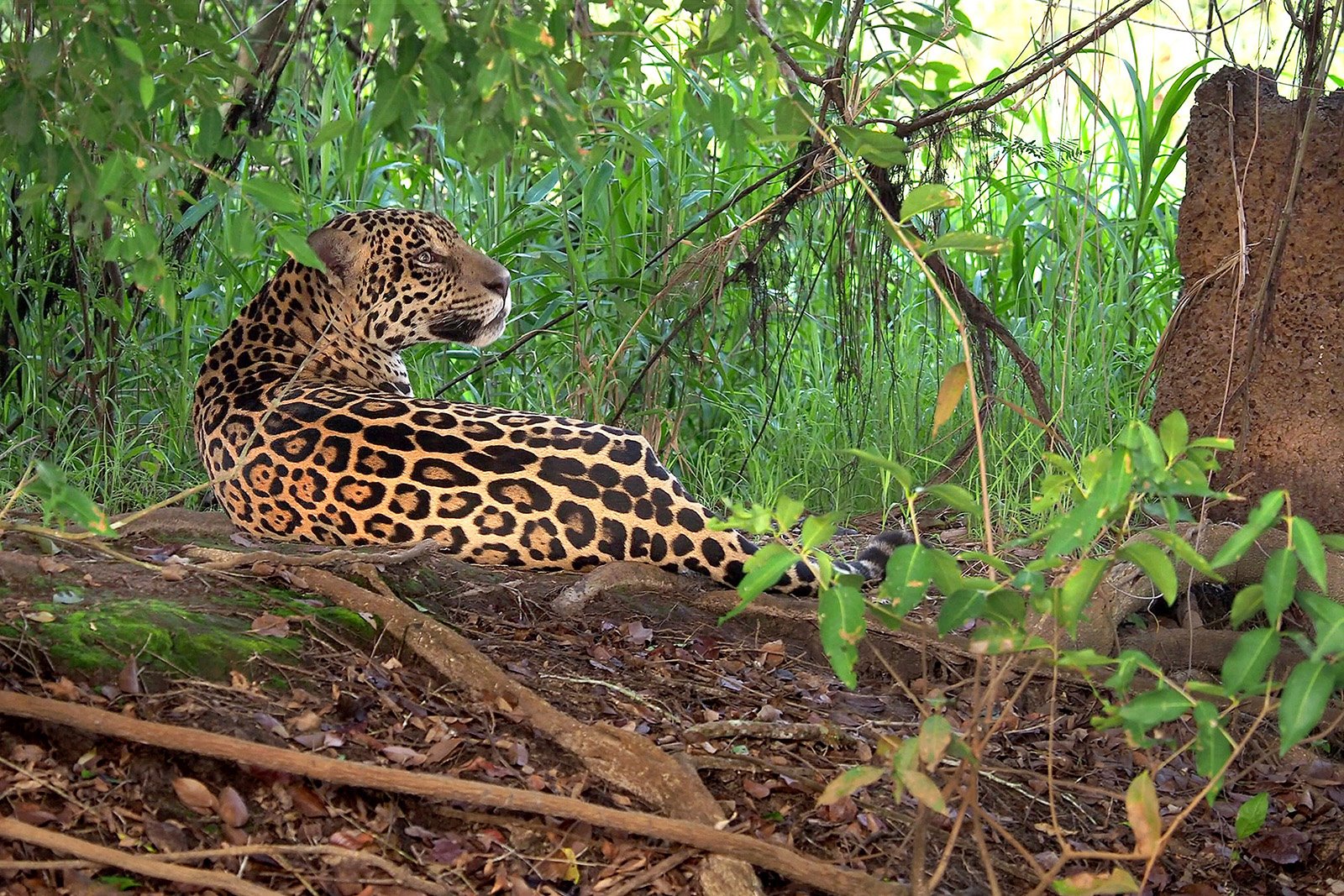 Las manchas de los jaguares son claves para identificarlos