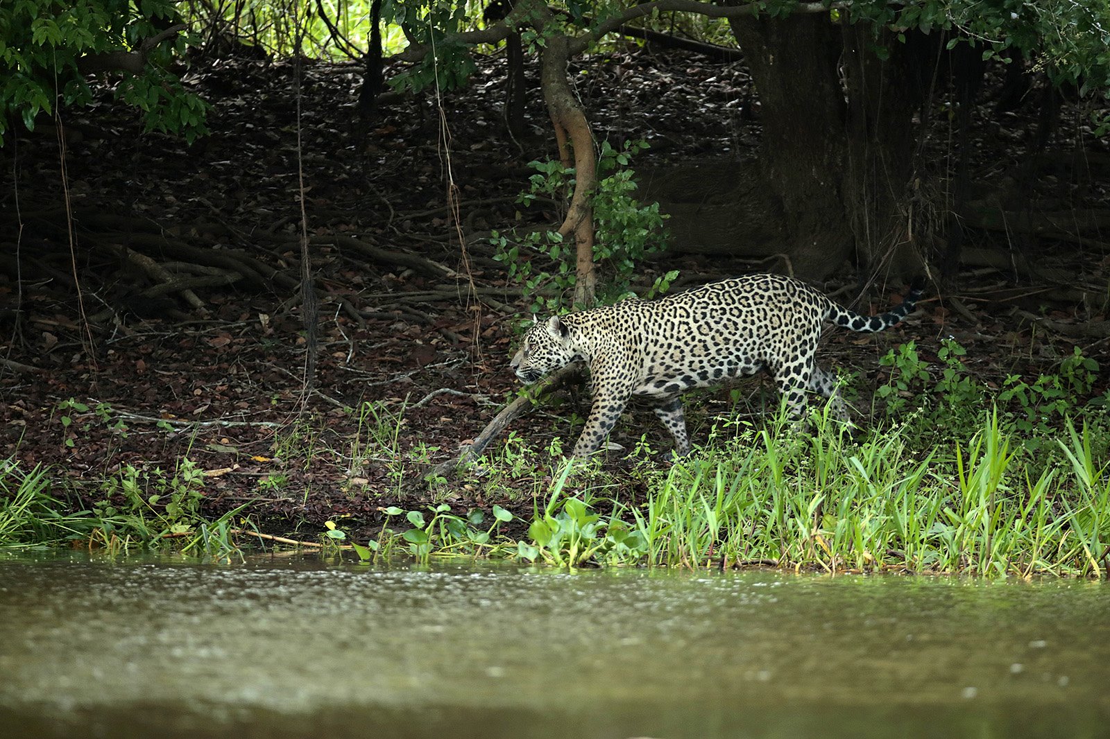 Jaguar paseando por la orilla de un río