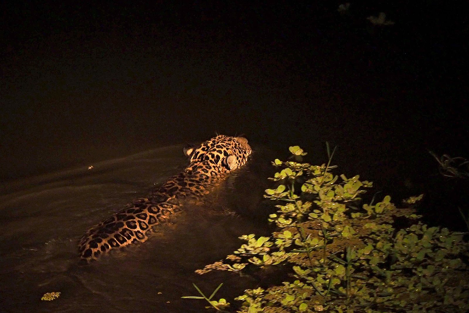 Un jaguar (Panthera onca) atraviesa a nado un río a primera hora de la noche en busca de una presa en el Pantanal, Brasil.