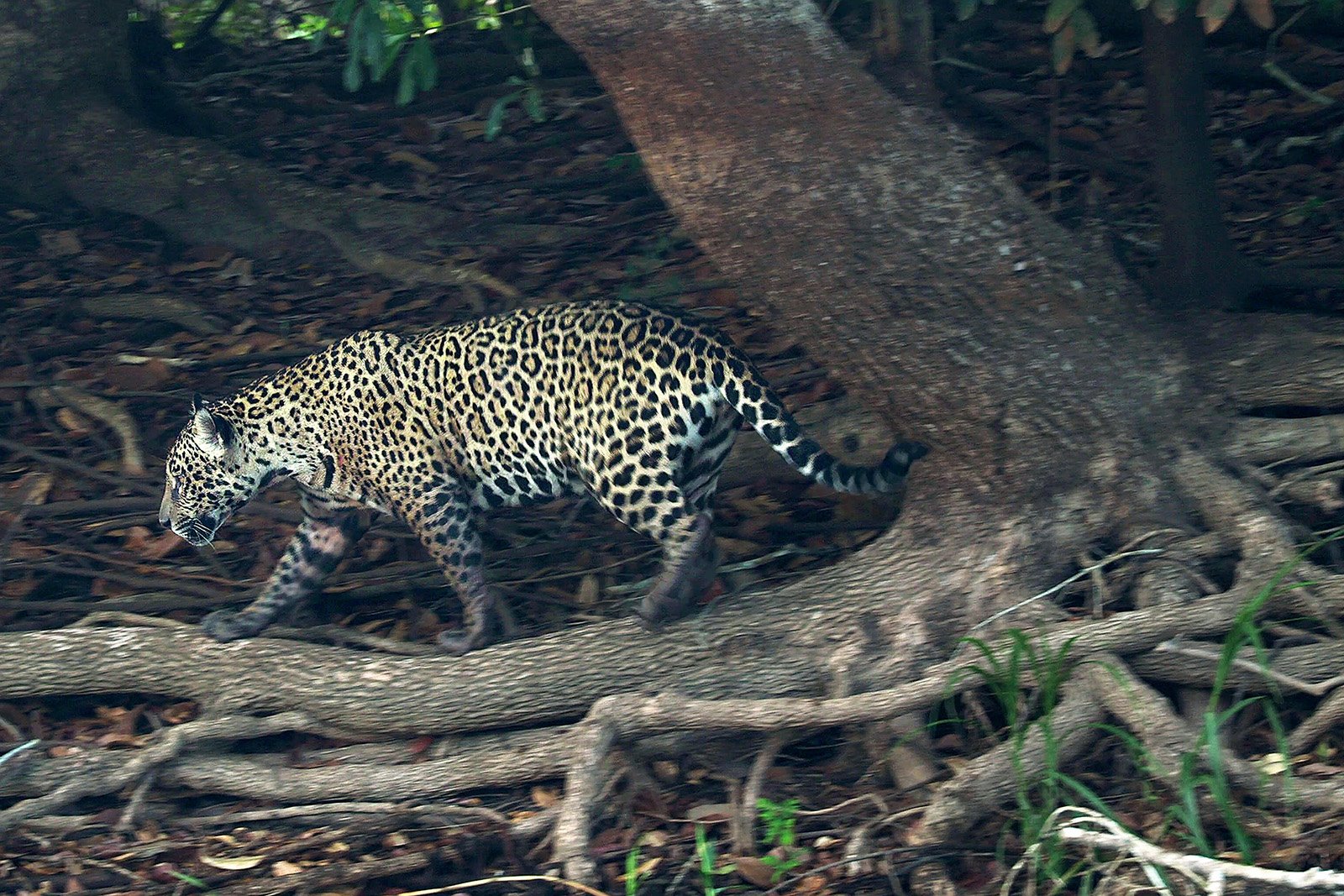 Jaguar paseando por la selva del Pantanal, al sur de Brasil