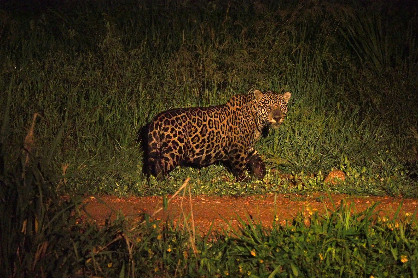 Un jaguar se mueve sigilosamente por la noche en busca de presas