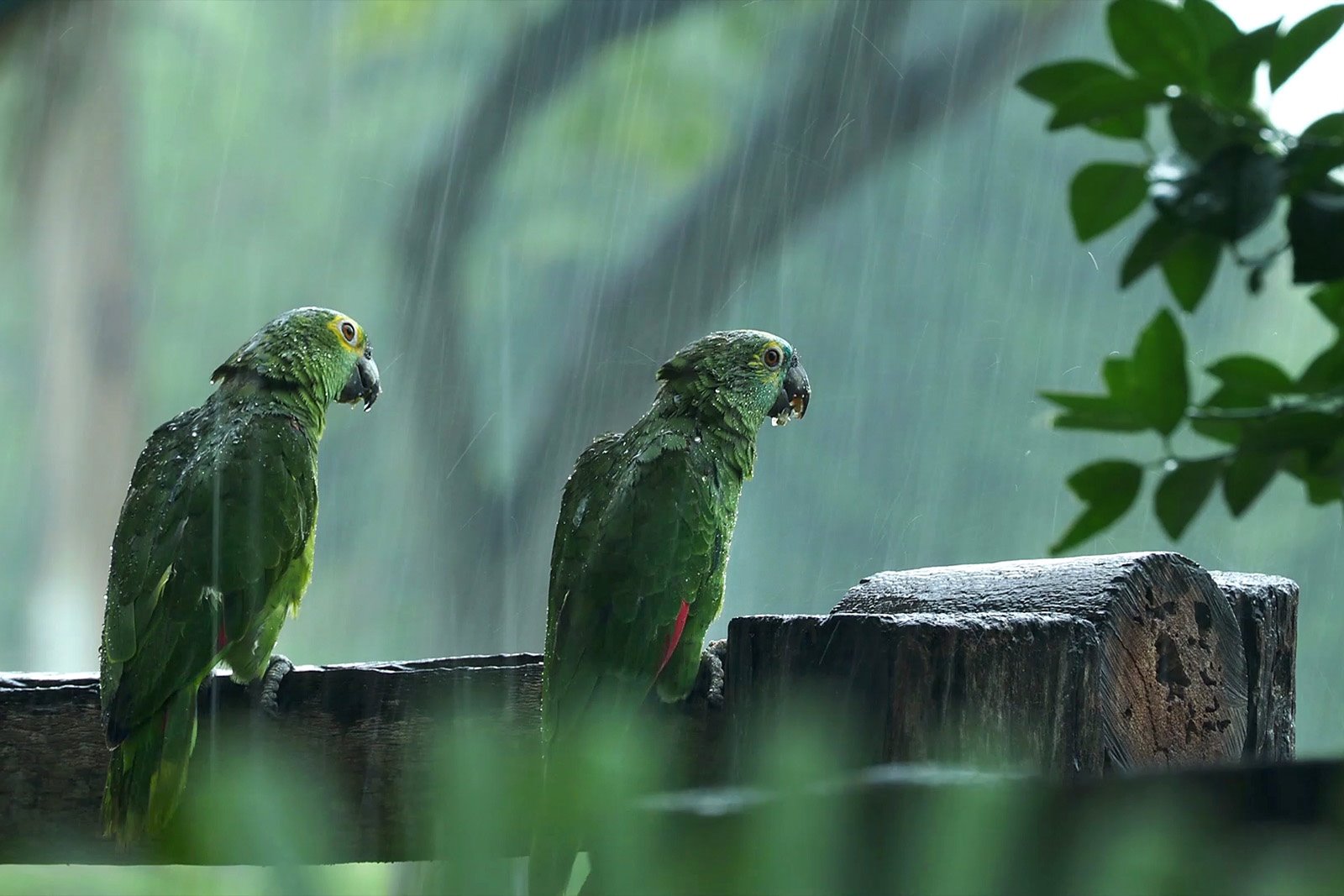 Un par de loras amazónicas bajo una lluvia torrencial en el sur del Pantanal, Brasil.