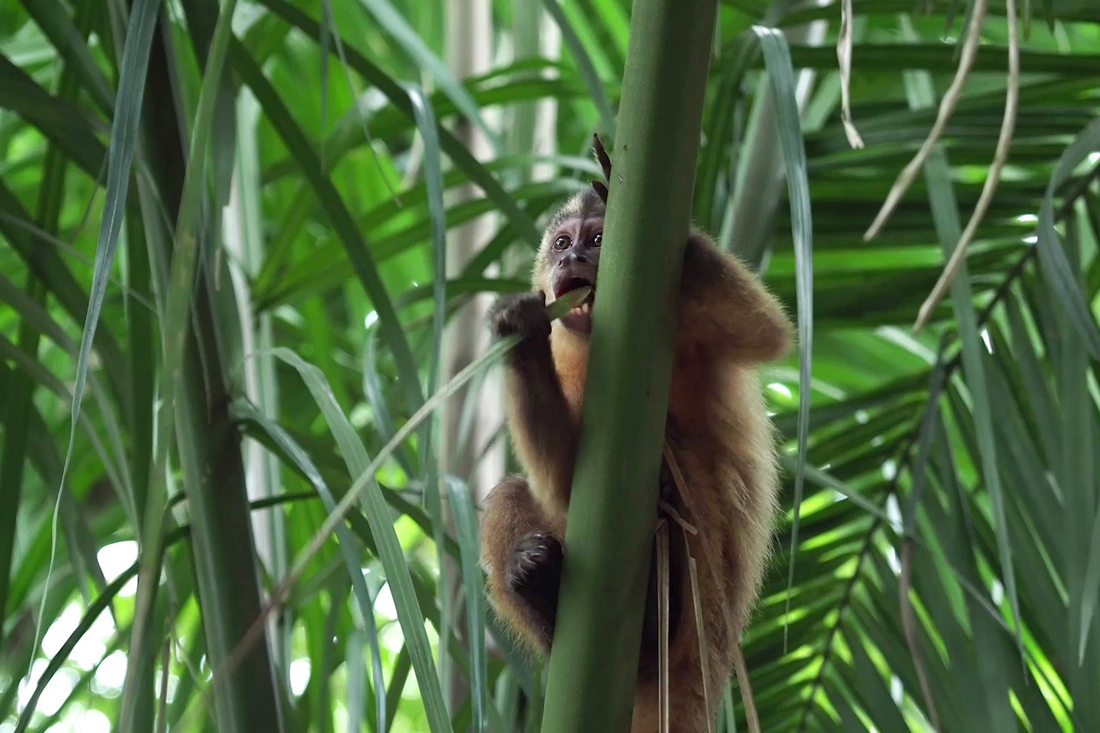 Un mono capuchino de Azara se alimenta de brotes verdes de una palmera en un bosque del Pantanal, Brasil.
