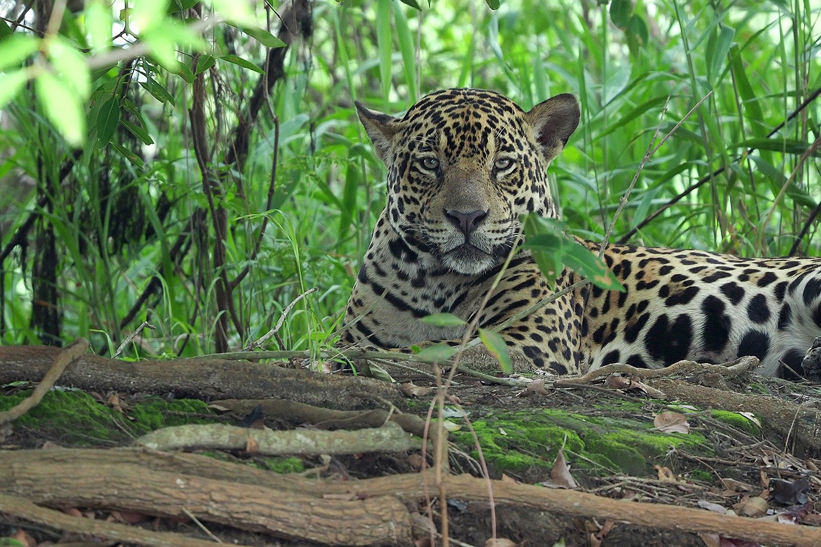 Un jaguar descansa en su hábitat natural