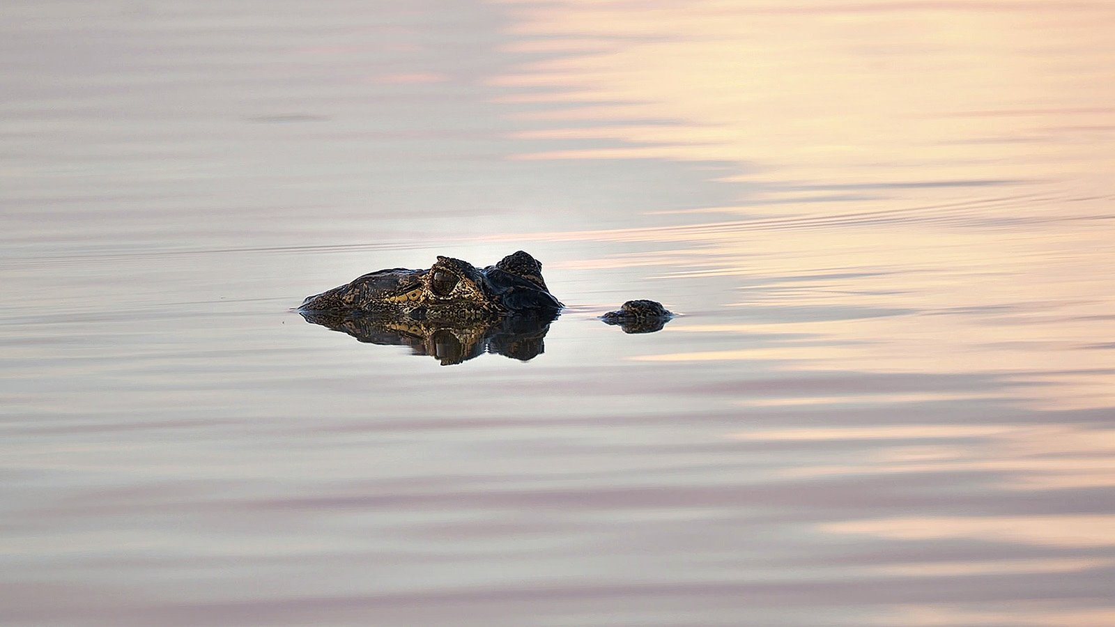 Un caimán, conocido también como yacaré negro, flota sacando los ojos y pasa inadvertido.