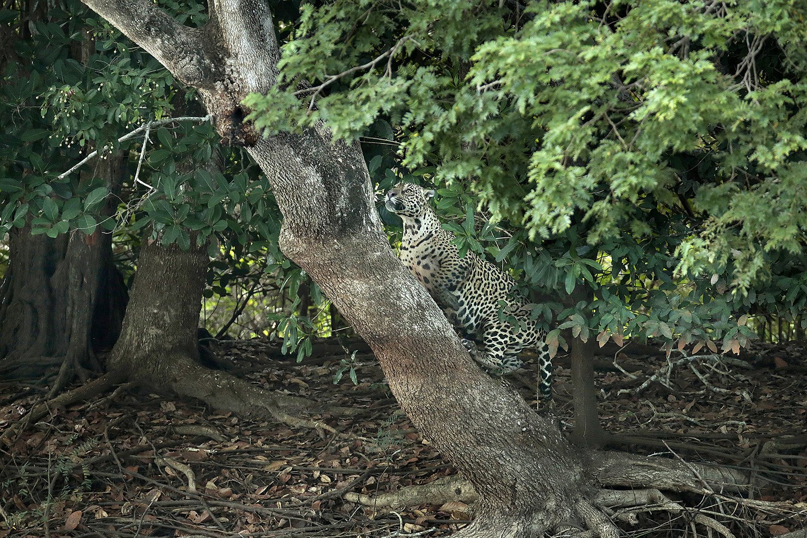 Un jaguar trepando a un árbol