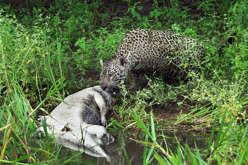 Jaguar comiéndose un caimán