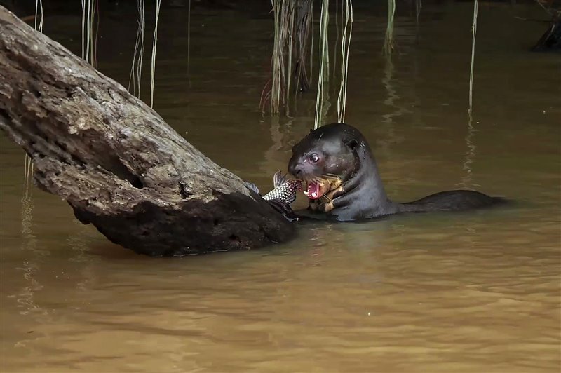 Nutria nadando en el río Paraguay.