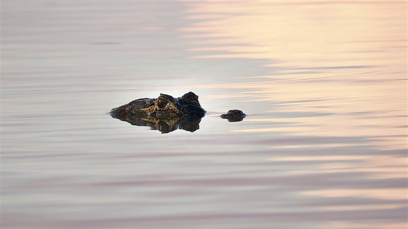Un caiman saca los ojos en el río para no ser descubierto por su presa