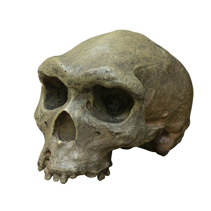  Los últimos ‘Homo erectus’ vivieron en Indonesia hace 117.000 años