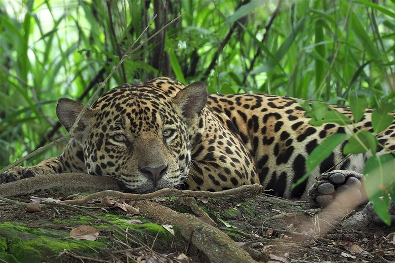 Jaguar bajo un árbol