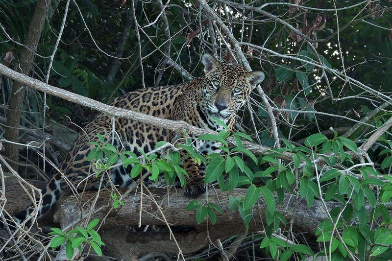 Jaguar en lo alto de un árbol mirándonos fijamente.