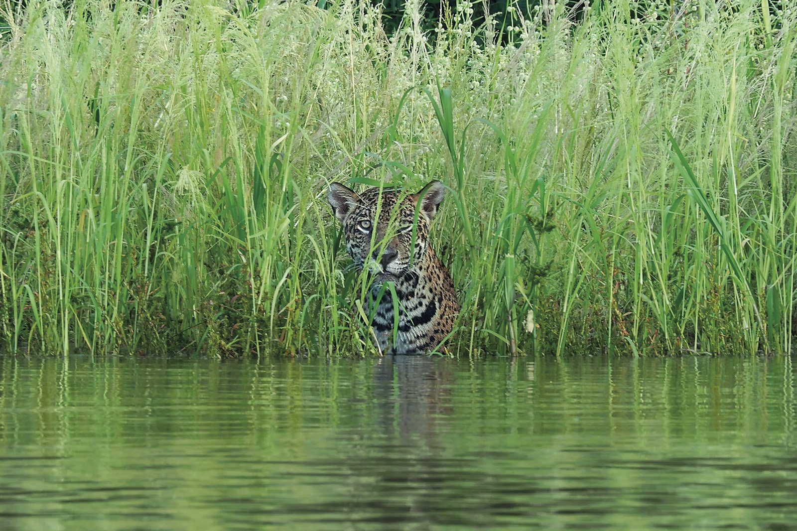 Un jaguar al acecho de una posible presa en la orilla de un río del Pantanal